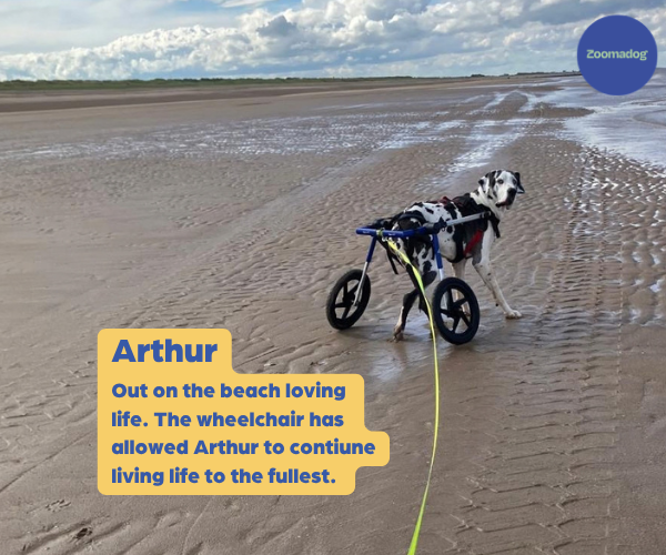 Dog Wheelchair UK - Walkin Wheels