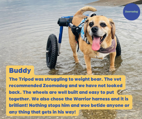 Rear Amputee Dog Wheelchair by Walkin Wheels