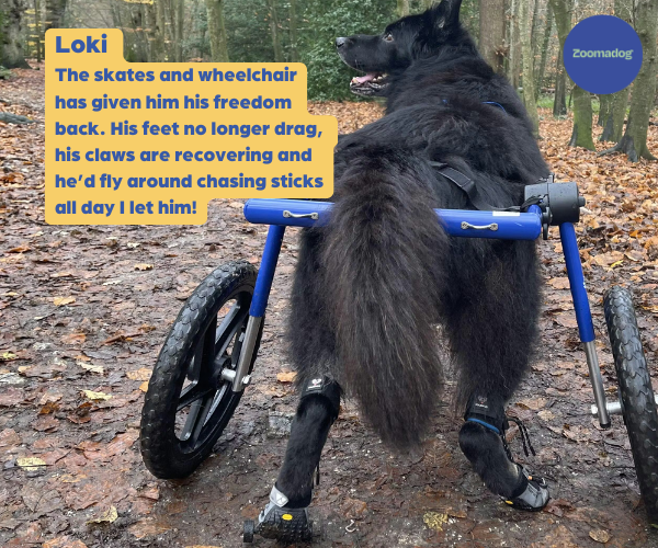 German Shepherd Dog Wheelchair UK - Walkin Wheels