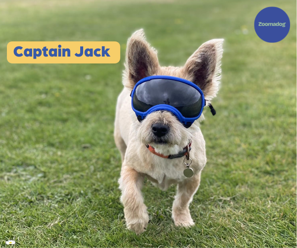 Rex Specs - Dog Goggles for Blind or Active Dogs (Black, Pink, Blue or Orange)