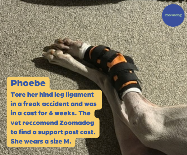 Scandi Orthopedic Dog Tarsal Rear Splint - Grade 2.5 (moderate)
