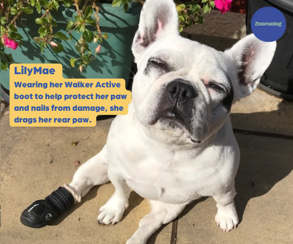 Walker Active Dog Boots (two boots)