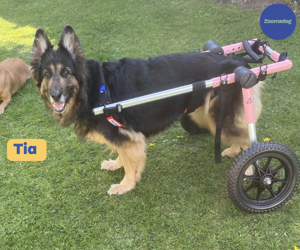 German Shepherd Dog Wheelchair UK - Walkin Wheels