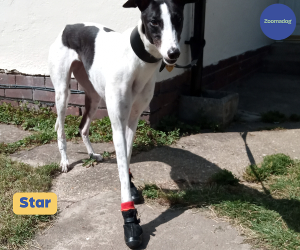 Hunnyboots - Set of Two Greyhound Boots V4 (a pair)