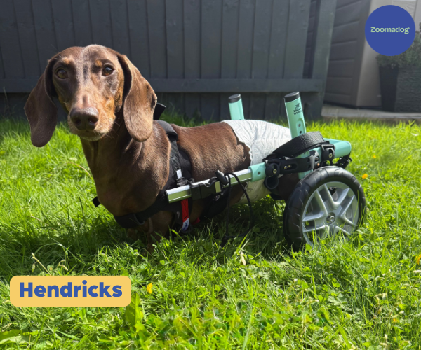 Dachshund Dog Wheelchair UK