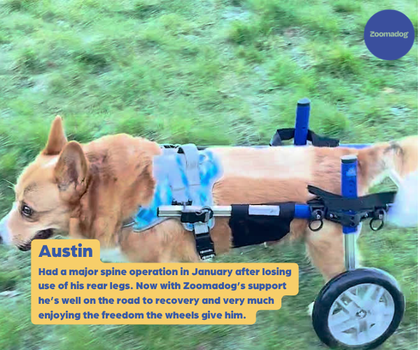 Corgi Dog Wheelchair UK