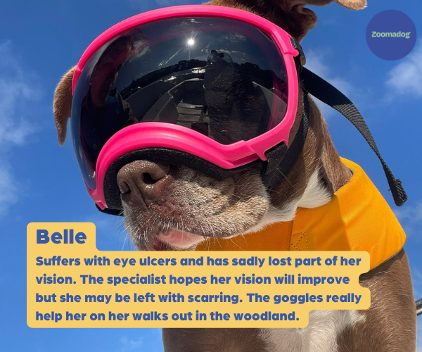 Rex Specs Dog Goggles - For Active and Blind Dogs (Black, Pink, Blue, Orange or Coyote)