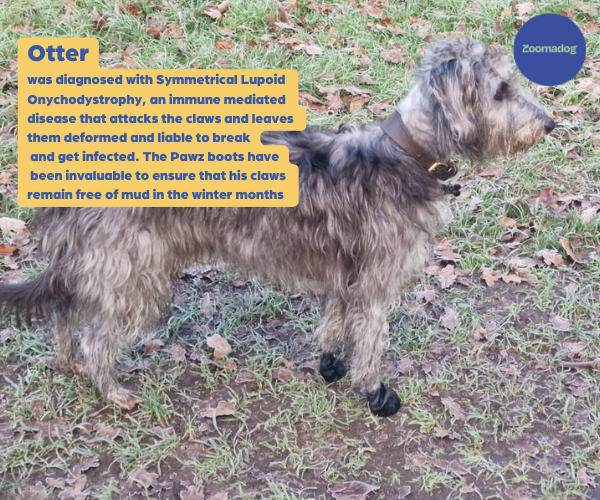 PawZ Rubber Dog Boots - Waterproof & Best For Light Use (Black)