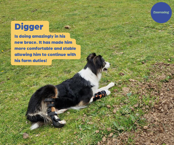 Scandi Orthopedic Dog Carpal Front Splint Grade (moderate