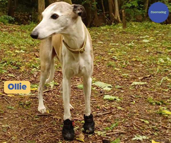 Hunnyboots - Set of Two Greyhound Boots V4 (a pair)