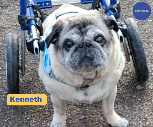 Pug Dog Wheelchair UK - Walkin Wheels