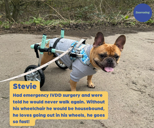 French Bulldog Dog Wheelchair UK - Walkin Wheels