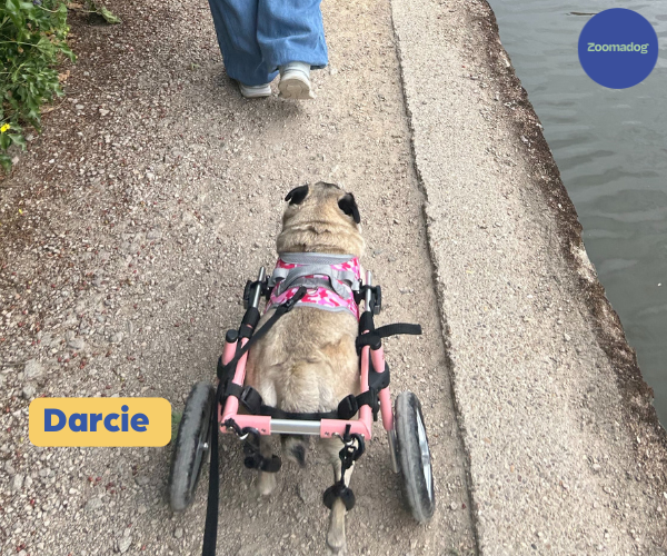 Pug Dog Wheelchair UK - Walkin Wheels