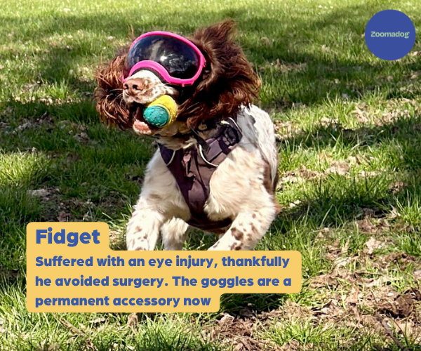 Rex Specs Dog Goggles - For Active and Blind Dogs (Black, Pink, Blue, Orange or Coyote)