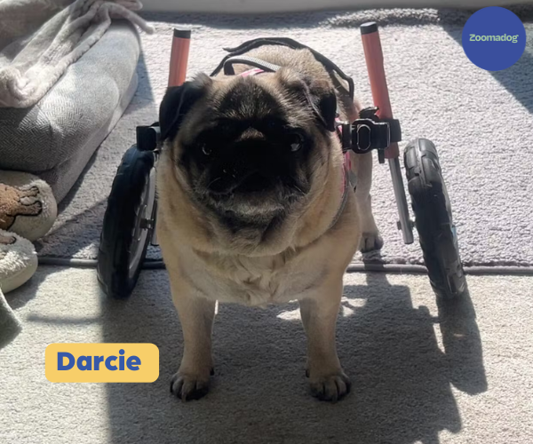 Pug Dog Wheelchair UK - Walkin Wheels