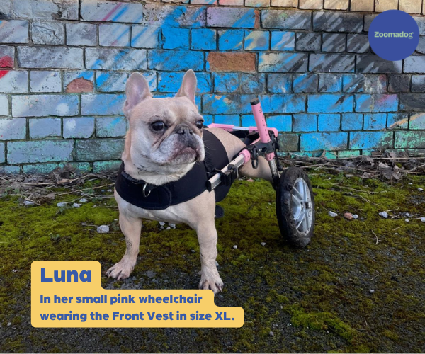French Bulldog Dog Wheelchair UK - Walkin Wheels