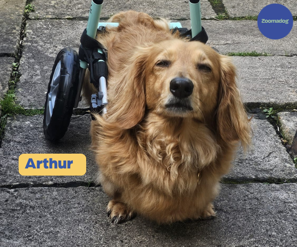 Dachshund Dog Wheelchair UK — ZOOMADOG