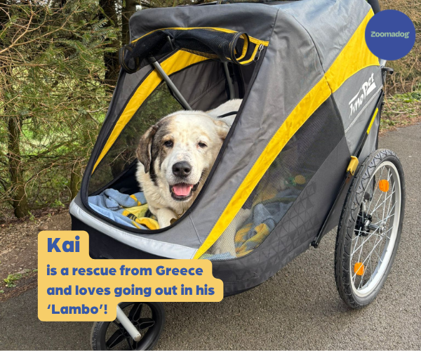 Hercules Dog Stroller - Dogs under 50kg - 2 Year Warranty