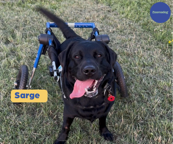 Labrador & Golden Retriever Dog Wheelchair UK