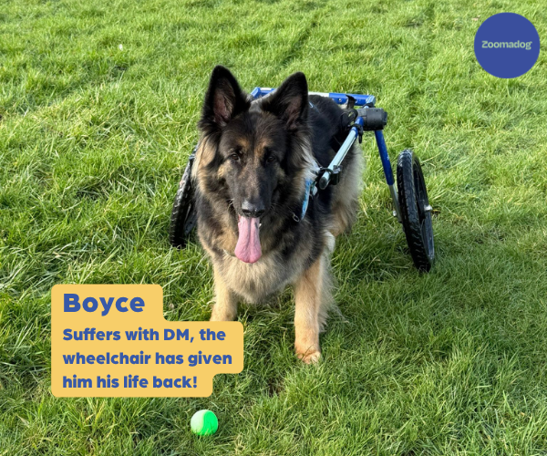 German Shepherd Dog Wheelchair UK - Walkin Wheels