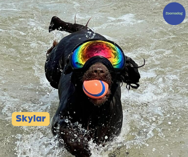 Rex Specs Dog Goggles - For Active and Blind Dogs (Black, Pink, Blue or Orange)