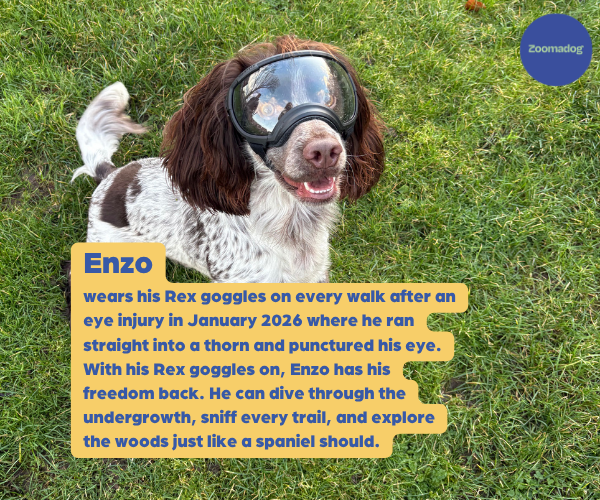 Rex Specs Dog Goggles - For Active and Blind Dogs (Black, Pink, Blue, Orange or Coyote)