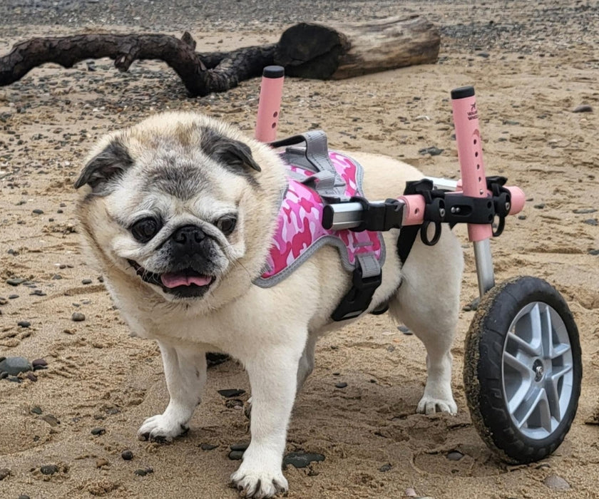 Pug Dog Wheelchair UK - Walkin Wheels