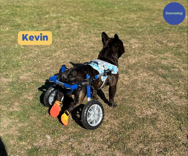 French Bulldog Dog Wheelchair UK - Walkin Wheels