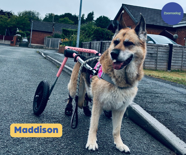 German Shepherd Dog Wheelchair UK - Walkin Wheels