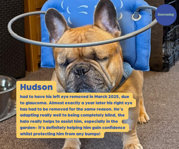 Muffin's Halo for Blind Dogs (blue)