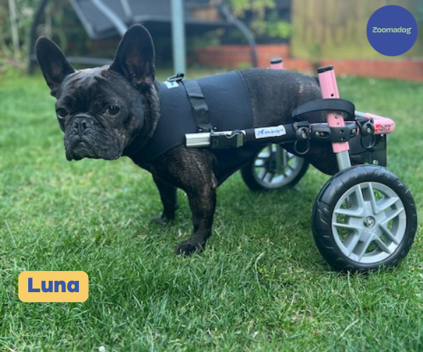 French Bulldog Dog Wheelchair UK - Walkin Wheels
