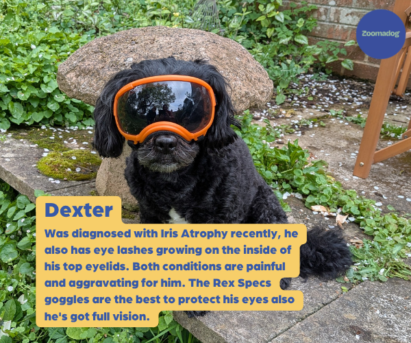 Rex Specs Dog Goggles - For Active and Blind Dogs (Black, Pink, Blue, Orange or Coyote)