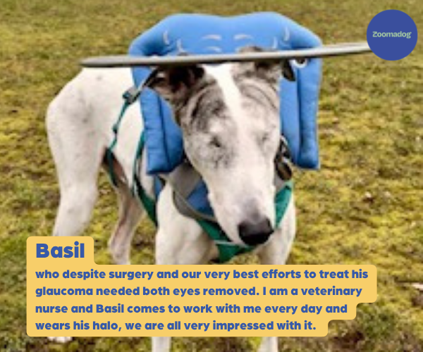 Muffin's Halo for Blind Dogs (blue)