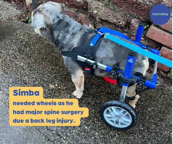 Dog Wheelchair UK - Walkin Wheels