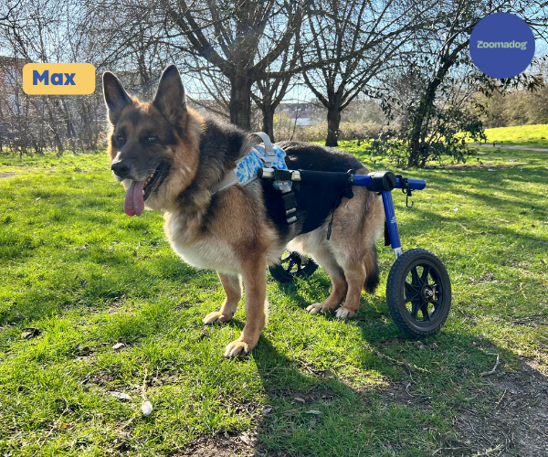German Shepherd Dog Wheelchair UK Walkin Wheels - Main Image