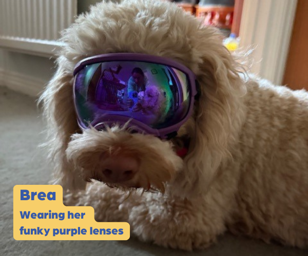 Rex Specs Dog Goggles - For Active and Blind Dogs (Black, Pink, Blue or Orange)