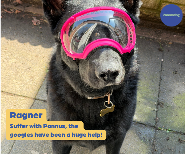 Rex Specs Dog Goggles - For Active and Blind Dogs (Black, Pink, Blue, Orange or Coyote)