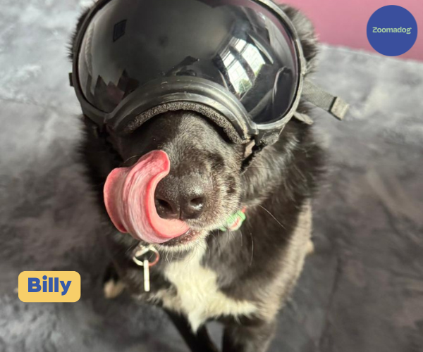Rex Specs Dog Goggles - For Active and Blind Dogs (Black, Pink, Blue or Orange)