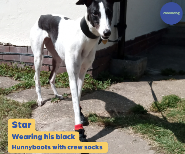Hunnyboots - Set of Two Greyhound Boots V4 (a pair)