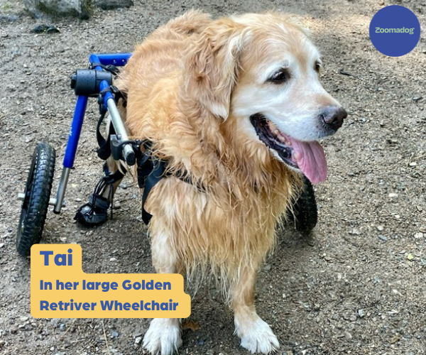 Labrador & Golden Retriever Dog Wheelchair UK