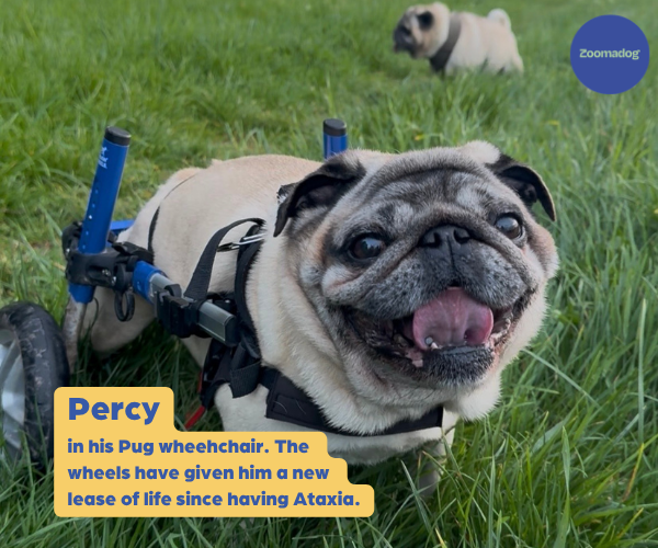 Pug Dog Wheelchair UK - Walkin Wheels