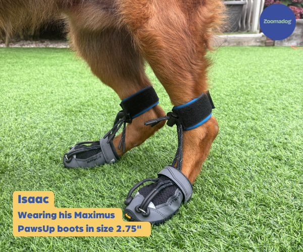 Maximus PawsUp SuperFlex - For Rear Paws - (A Pair) in Blue for Paw Knuckling