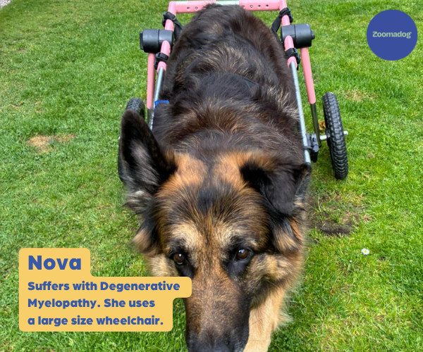 German Shepherd Dog Wheelchair UK - Walkin Wheels