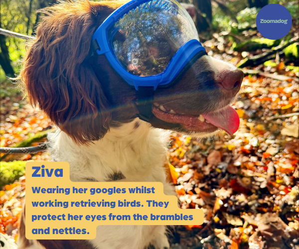 Rex Specs Dog Goggles - For Active and Blind Dogs (Black, Pink, Blue or Orange)