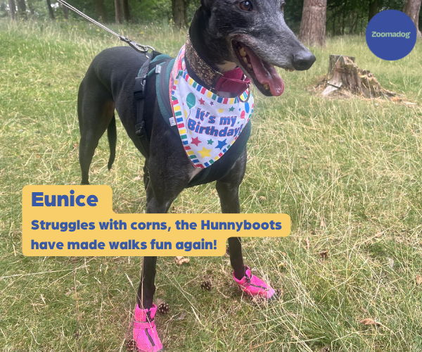 Hunnyboots - Set of Two Greyhound Boots V4 (a pair)