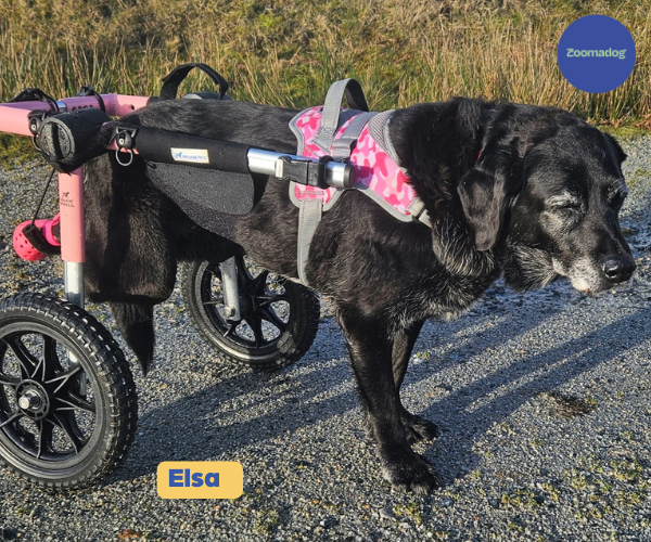 Labrador & Golden Retriever Dog Wheelchair UK