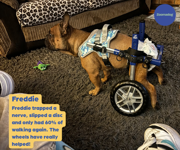 French Bulldog Dog Wheelchair UK - Walkin Wheels