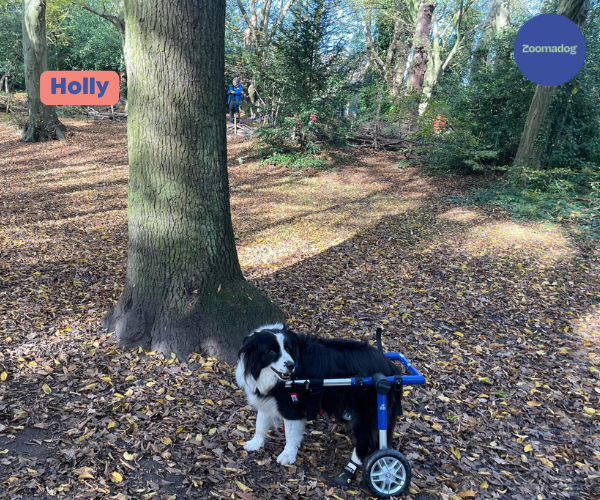 Border Collie Dog Wheelchair UK