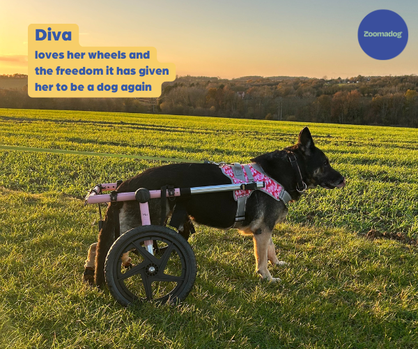 German Shepherd Dog Wheelchair UK - Walkin Wheels