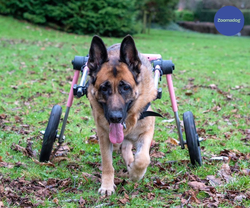German Shepherd Dog Wheelchair UK - Walkin Wheels